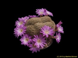 Sulcorebutia albissima HS100b 2112